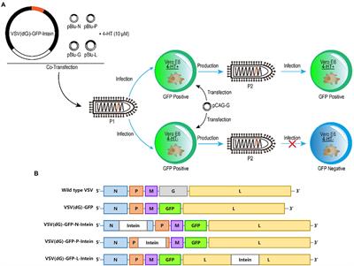 Regulated control of virus replication by 4-hydroxytamoxifen-induced splicing